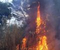 Μεγάλη οικολογική καταστροφή από πυρκαγιά που έκαψε το μοναδικό δάσος του Κουνουπέλιου στο Εθνικό Πάρκο Υγροτόπων Κοτυχίου - Στροφυλιάς (βίντεο)