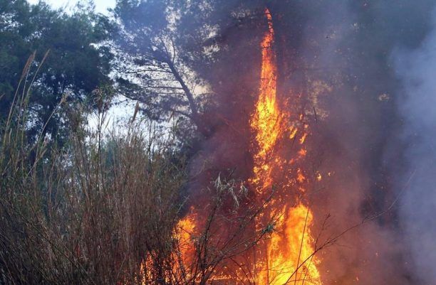 Μεγάλη οικολογική καταστροφή από πυρκαγιά που έκαψε το μοναδικό δάσος του Κουνουπέλιου στο Εθνικό Πάρκο Υγροτόπων Κοτυχίου - Στροφυλιάς (βίντεο)