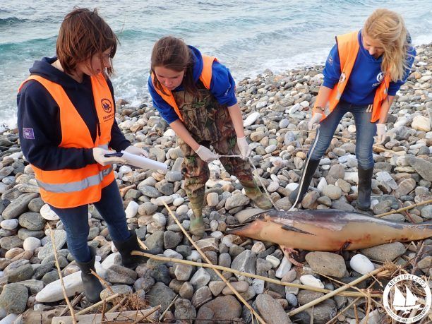 Διευκρινίσεις για την προπαγάνδα και τις επιπτώσεις των στρατιωτικών ασκήσεων στο θαλάσσιο περιβάλλον και τα ζώα δίνει το ΑΡΧΙΠΕΛΑΓΟΣ