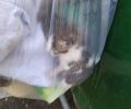 Βρήκαν νεογέννητα γατάκια κλεισμένα σε σακούλα πεταμένα σε κάδο στα Διαβατά Θεσσαλονίκης