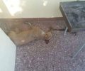 Τρία αδέσποτα σκυλιά νεκρά από φόλες στο Δροσάτο Κιλκίς