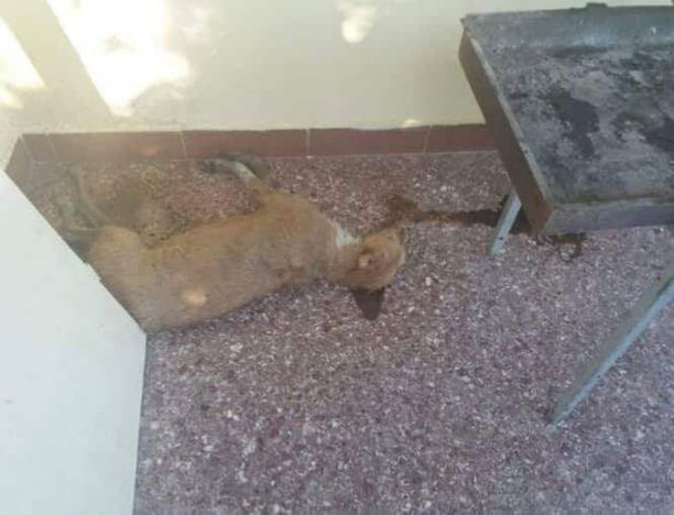 Τρία αδέσποτα σκυλιά νεκρά από φόλες στο Δροσάτο Κιλκίς