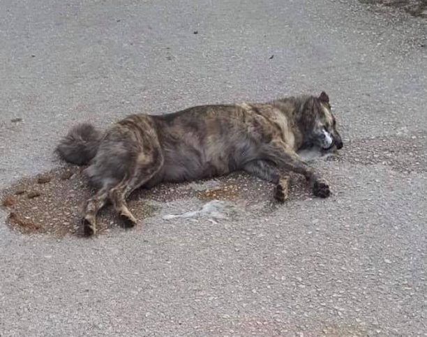 Ακόμα ένας σκύλος νεκρός από φόλα στις Φιλιάτες Θεσπρωτίας