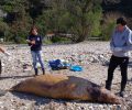 Οι επιστήμονες αναζητούν την αιτία θανάτου φώκιας βάρους 300 κιλών που βρέθηκε σε ακτή της Σάμου