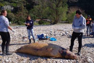 Οι επιστήμονες αναζητούν την αιτία θανάτου φώκιας βάρους 300 κιλών που βρέθηκε σε ακτή της Σάμου