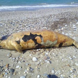 FokiaSamos2019 4 17 1