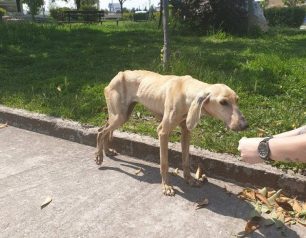 Έκκληση για τη φιλοξενία του σκελετωμένου σκύλου που εντοπίστηκε στη Γιάννουλη Λάρισας