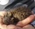 Bρήκε μέσα σε σακούλα σε κάδο σκουπιδιών ζωντανό γατάκι στην παραλία της Γλυφάδας Αττικής (βίντεο)
