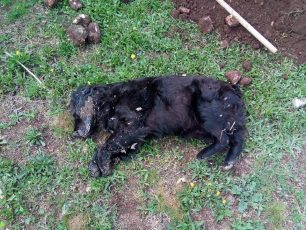 Σκυλιά νεκρά από φόλες στο Χαλκερό Καβάλας