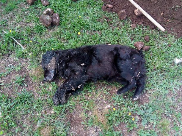 Σκυλιά νεκρά από φόλες στο Χαλκερό Καβάλας
