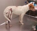 Κρήτη: Σκύλος πυροβολημένος τρεις φορές βρέθηκε στα Χανιά
