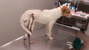 Κρήτη: Σκύλος πυροβολημένος τρεις φορές βρέθηκε στα Χανιά