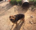 Κρήτη: Συνελήφθη άνδρας που βασάνιζε σκυλιά στο Χαλασέ Χανίων χάρη στο ενδιαφέρον φιλόζωων και Αστυνομίας (βίντεο)
