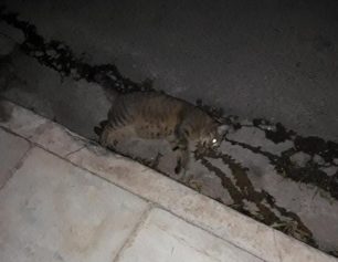 Δύο γάτες νεκρές από φόλες στην Ηλιούπολη Αττικής