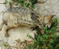 Γάτα νεκρή από φόλα στην Ηλιούπολη Αττικής