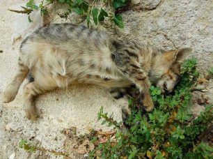 Γάτα νεκρή από φόλα στην Ηλιούπολη Αττικής