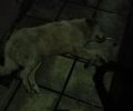 Ακόμα ένας σκύλος νεκρός από φόλα στη Μαρίνα Ημαθίας