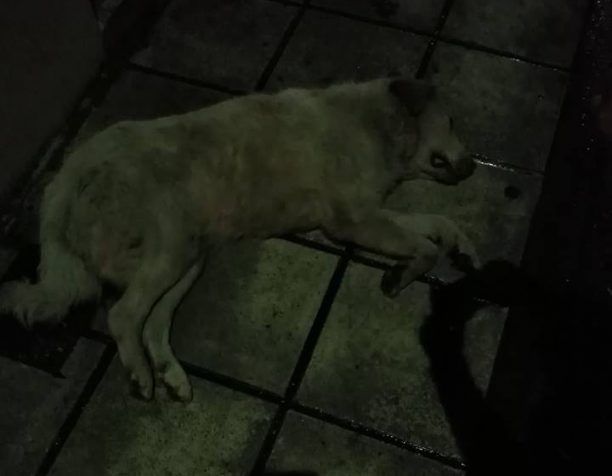 Ακόμα ένας σκύλος νεκρός από φόλα στη Μαρίνα Ημαθίας