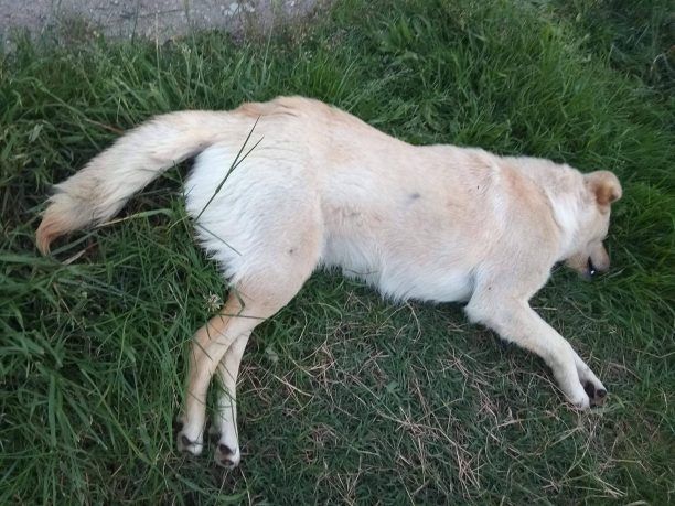 Σκύλος νεκρός από φόλα και ένας ακόμα εξαφανισμένος στο Καινούργιο Αιτωλοακαρνανίας