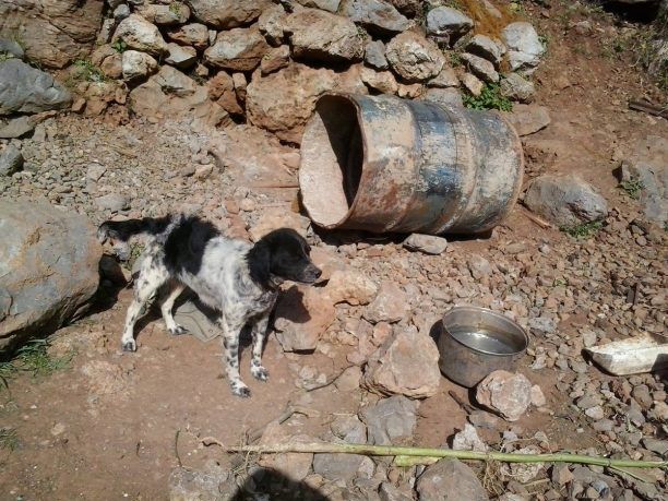 Οι τουρίστες δικαίως σοκάρονται από τα βαρελόσκυλα και τις κακοποιήσεις σκυλιών στην Κάλυμνο