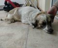 Έκκληση για να βρεθεί κατάλληλος χώρος φιλοξενίας για τον παράλυτο σκύλο που εντοπίστηκε στην Καρδίτσα (βίντεο)