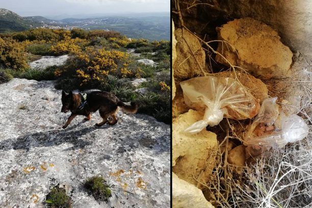 Ύποπτη τροφή εντόπισε ο εκπαιδευμένος σκύλος σε σημείο όπου δηλητηριάστηκαν σκυλιά στο Καταλαγάρι Ηρακλείου Κρήτης