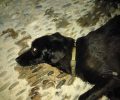 Κρήτη: Σκύλος νεκρός από φόλα στη Σητεία Λασιθίου