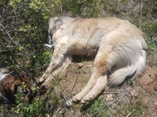 Σκυλιά νεκρά από φόλες στο Κιλκίς μεταξύ των χωριών Ξηρόβρυση και Κορομηλιά