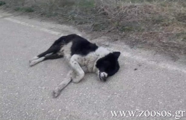 Τσιγγάνος εντόπισε και κατήγγειλε στην Αστυνομία άνδρα που κατηγορείται ότι δηλητηρίασε σκύλο στην Κολοκυνθού Καστοριάς