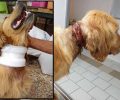 17-5-2019 η δίκη του άνδρα που βασάνιζε τον σκύλο του στη Νεάπολη Λάρισας