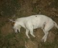 Λέσβος: Δύο σκυλιά νεκρά από φόλες στα Αλυφαντά