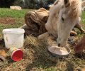 Πέθανε το άλογο που για μέρες προσπαθούσαν φιλόζωοι να σώσουν στο Λιτόχωρο Πιερίας (βίντεο)