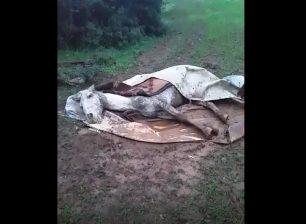 Έκκληση για τη σωτηρία αλόγου που κείτεται στο έδαφος στο Λιτόχωρο Πιερίας (βίντεο)
