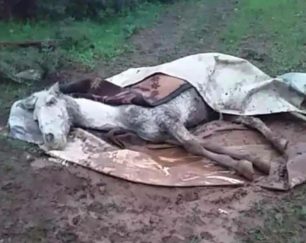 Προσπαθούν να σώσουν το εξαντλημένο άλογο που βρήκαν να κείτεται στο έδαφος στο Λιτόχωρο Πιερίας (βίντεο)