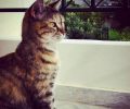 Αναζητούν τη γάτα τους που γείτονας τους παγίδευσε και εξαφάνισε από το Πανόραμα Παλλήνης Αττικής