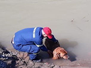 Πυροσβέστες έσωσαν τον σκύλο που παρασύρθηκε από χείμαρρο στο Μαντούδι Εύβοιας