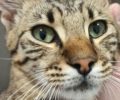 Κουνάει και πάλι τα πόδια της γάτα που έμεινε παράλυτη μετά από πυροβολισμό με αεροβόλο στο Μαρούσι Αττικής