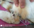 Βρήκε γάτα που κάποιος βασάνισε τυλίγοντας τον λαιμό και το πόδι της με σύρμα στη Μεταμόρφωση Χαλκιδικής