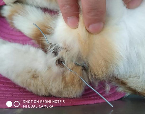 Βρήκε γάτα που κάποιος βασάνισε τυλίγοντας τον λαιμό και το πόδι της με σύρμα στη Μεταμόρφωση Χαλκιδικής