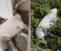 Αναζητούν τα αδέσποτα που εξαφανίστηκαν καθώς μόνο δύο σκυλιά εντοπίστηκαν νεκρά από φόλες στη Μονεμβασιά Λακωνίας