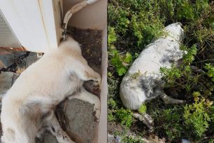 Αναζητούν τα αδέσποτα που εξαφανίστηκαν καθώς μόνο δύο σκυλιά εντοπίστηκαν νεκρά από φόλες στη Μονεμβασιά Λακωνίας