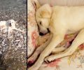 Υιοθέτησε τον σκύλο που βρέθηκε με σπασμένα πόδια να κείτεται σε ποτάμι στη Ναύπακτο Αιτωλοακαρνανίας (βίντεο)