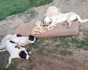 Πολλά σκυλιά νεκρά από φόλες στο Νέο Πετρίτσι Σερρών