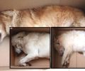 Κρήτη: Συνεχίζεται η εξόντωση ζώων στα Χανιά – Τρία σκυλιά νεκρά από φόλες στα Νεροκούρου
