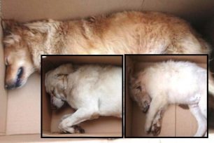 Κρήτη: Συνεχίζεται η εξόντωση ζώων στα Χανιά – Τρία σκυλιά νεκρά από φόλες στα Νεροκούρου