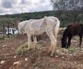 Νιγρίτα Σερρών: Ο αρμόδιος κτηνίατρος βρήκε τα σκελετωμένα άλογα σε άριστη κατάσταση!