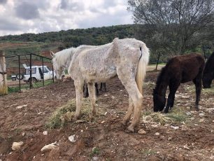 Νιγρίτα Σερρών: Ο αρμόδιος κτηνίατρος βρήκε τα σκελετωμένα άλογα σε άριστη κατάσταση!