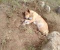 Αναζητούν αυτόν που έθαψε σκύλο ζωντανό και τον καταπλάκωσε με κοτρόνες στην Παλλήνη Αττικής