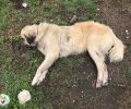 Tέσσερα ζώα (γάτες και σκυλιά) νεκρά από φόλες κυανίου μέχρι τώρα στο Παρανέστι Δράμας