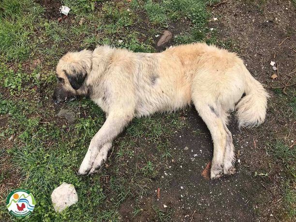 Tέσσερα ζώα (γάτες και σκυλιά) νεκρά από φόλες κυανίου μέχρι τώρα στο Παρανέστι Δράμας